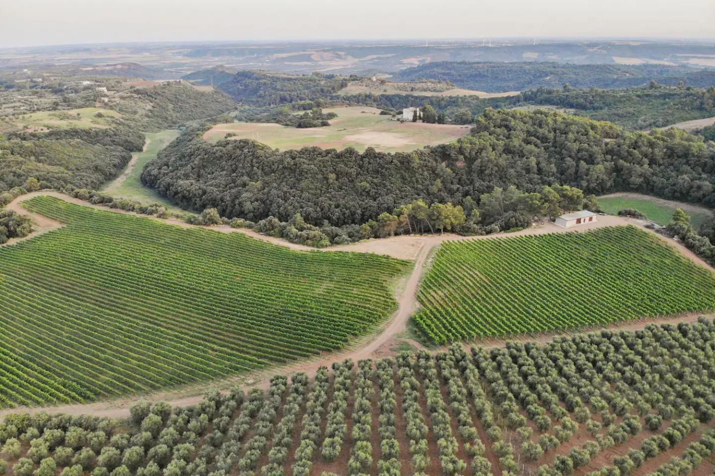 La Volpe E L'Uva Dimore Montescaglioso Extérieur photo